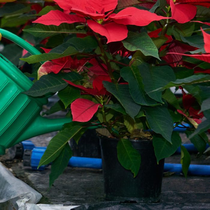 How to water a poinsettia plant