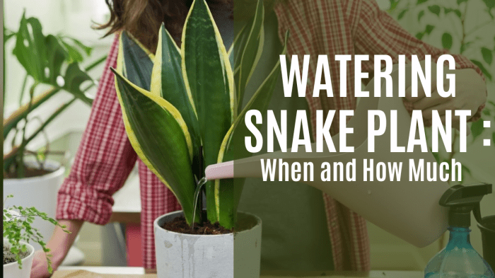 How to water a snake plant