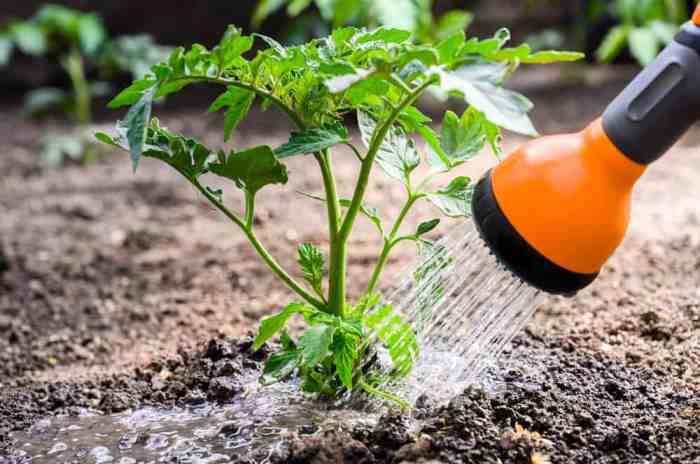 How much water for tomato plants