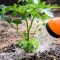 How Often Do You Water Tomato Plants?