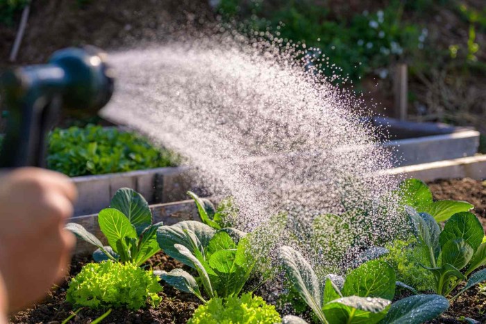 Watering