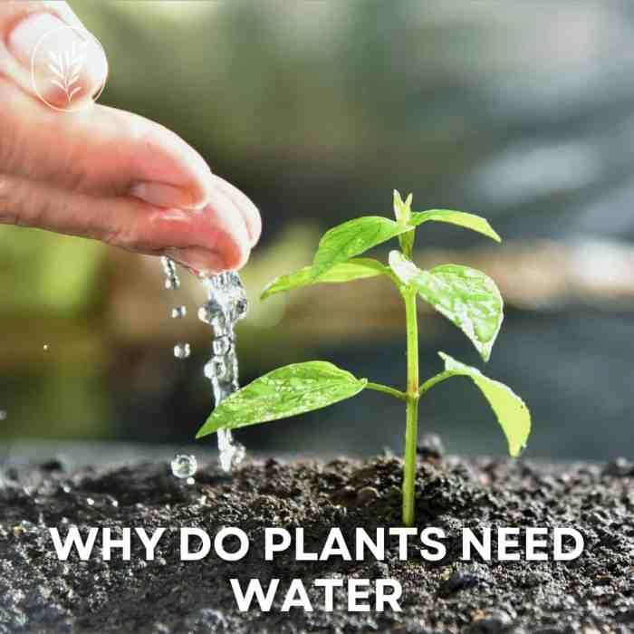 How do plants and animals obtain water needed