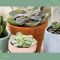 How Often to Water Succulent Plants