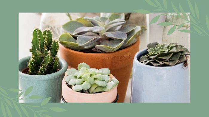 How often to water succulent plants